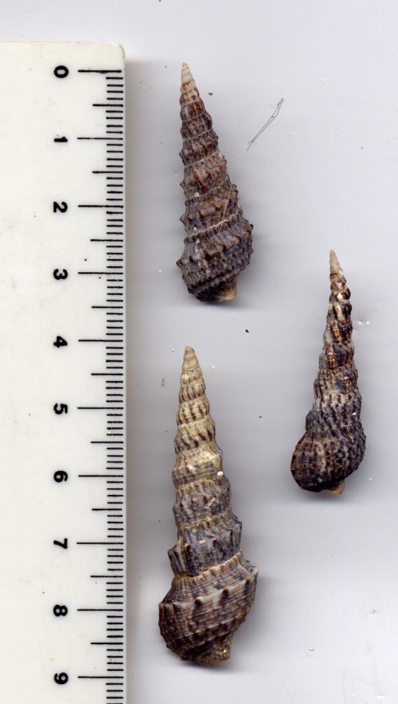 Cerithium vulgatum